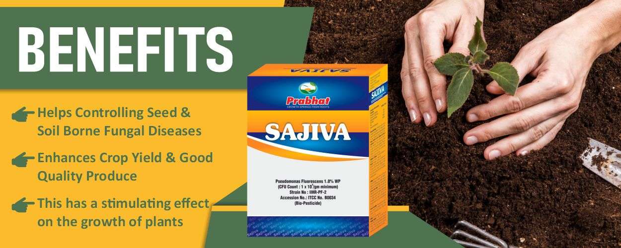 Sajiva Website Banner (1250 x 500) Sajiva Website Banner (1250 x 500)