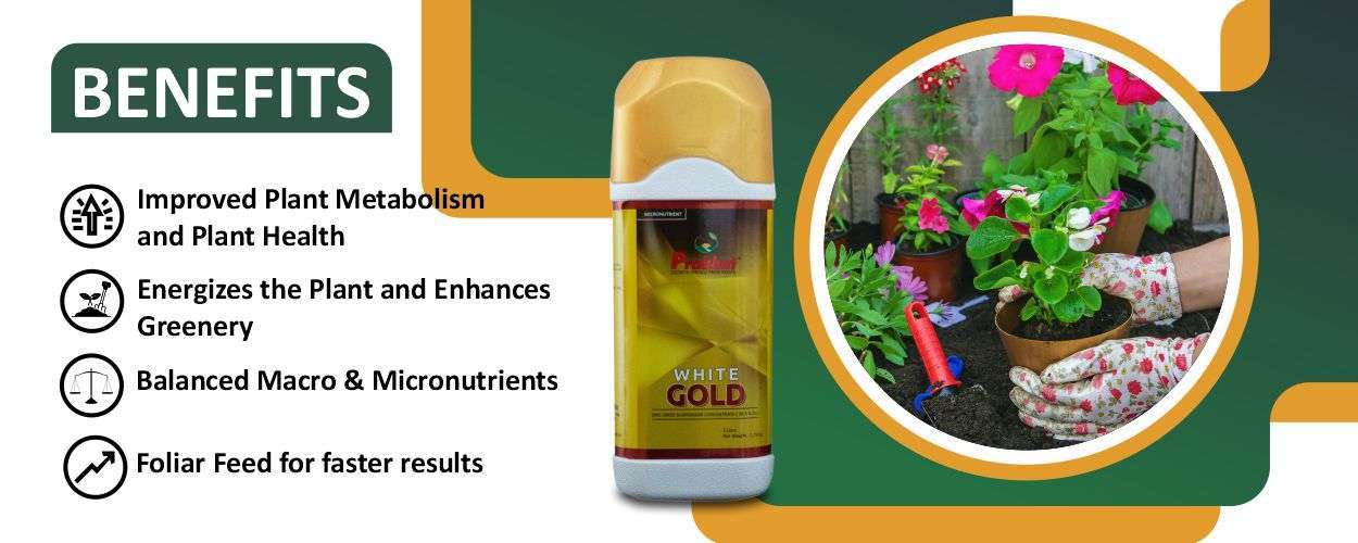 White Gold Website Banner (1250 x 500) White Gold Website Banner (1250 x 500)